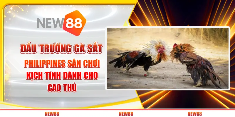 Đấu trường gà sắt Philippines: Sân chơi kịch tính dành cho cao thủ